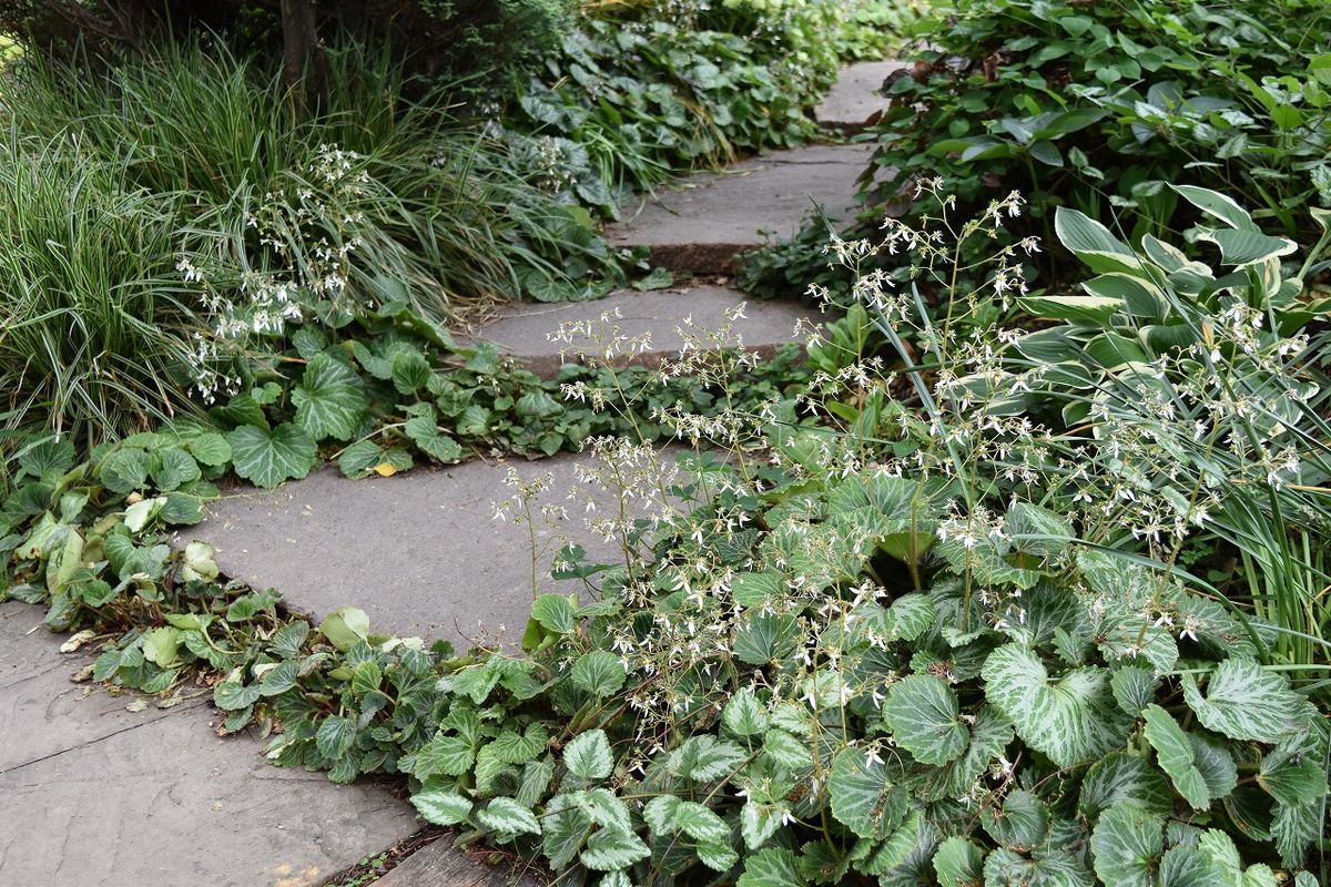 はびこる植物