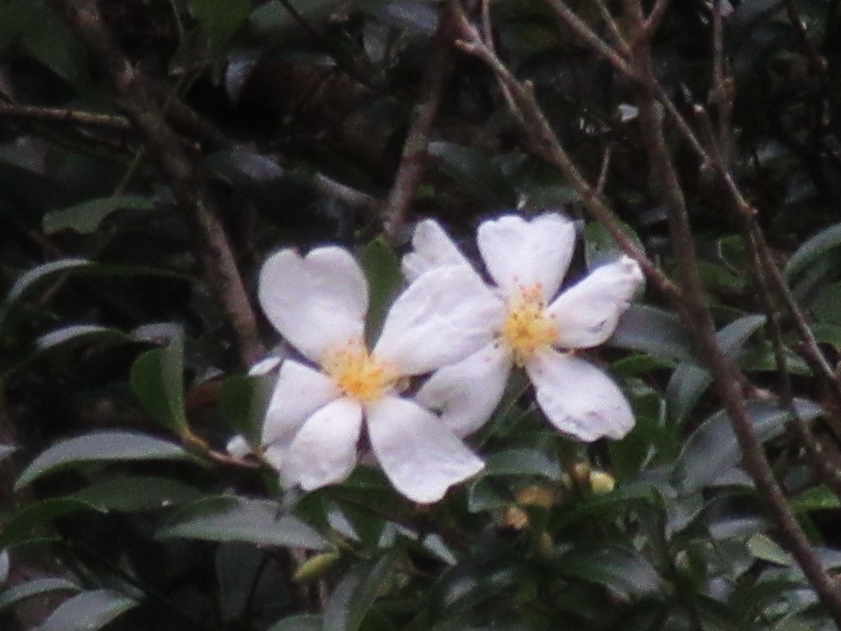 由愛(ゆめ)の花日記♪