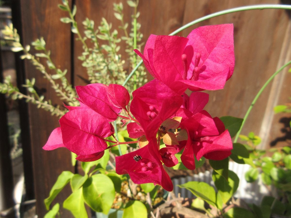 今年最後のお花かな（ブーゲンビリア）