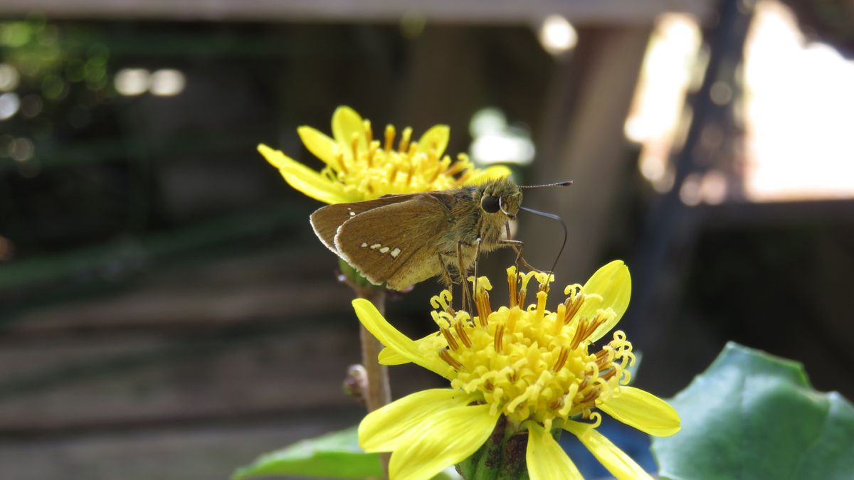 ツワブキの蜜を吸いに来た蛾と目が合った