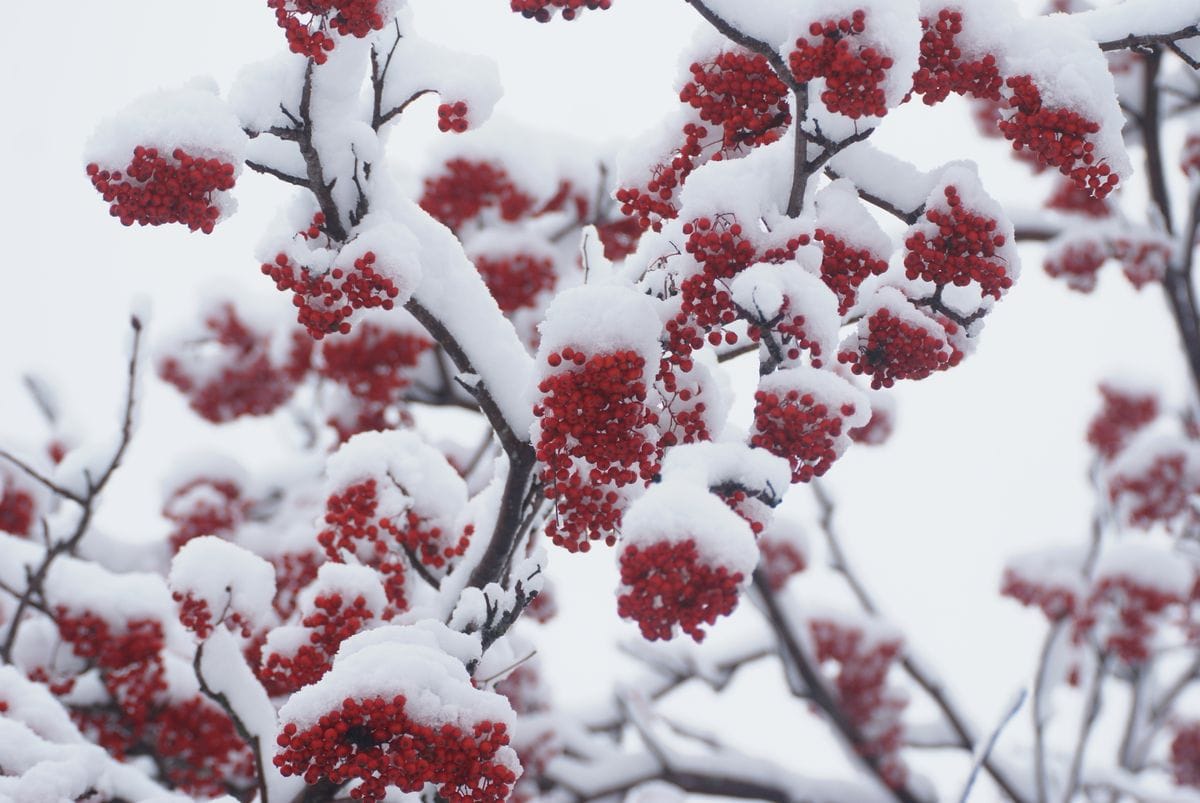 積雪7㎝。真っ白です。