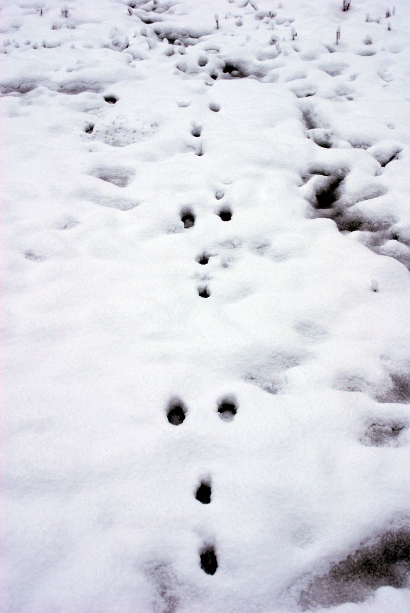 積雪7㎝。真っ白です。