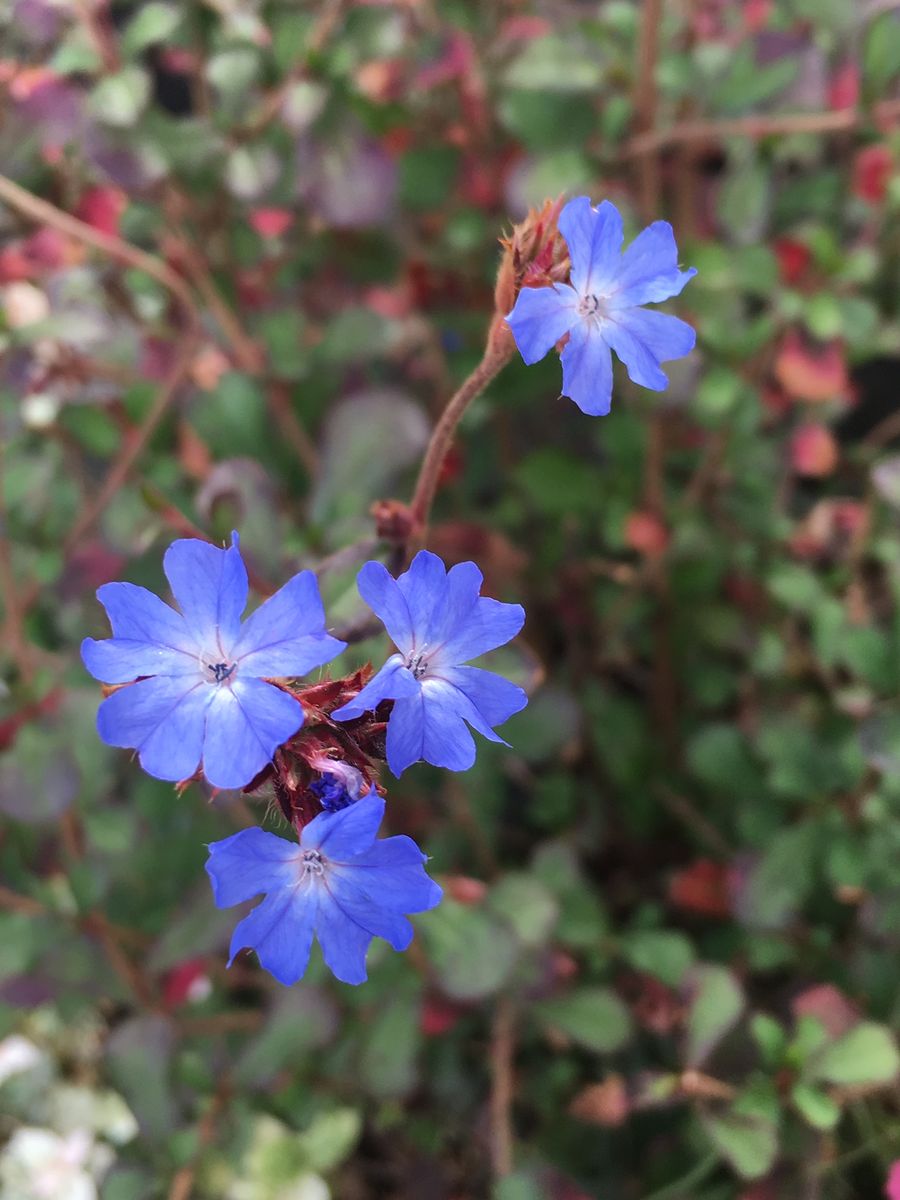 秋の青いお花