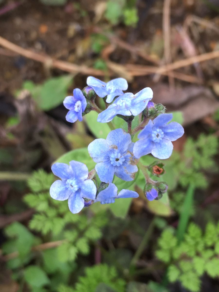 秋の青いお花