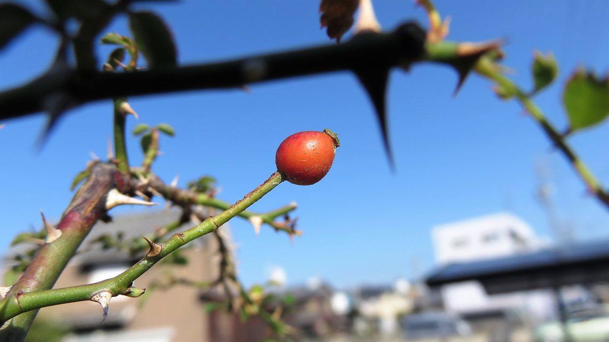 小さい秋見つけた～(^^♪