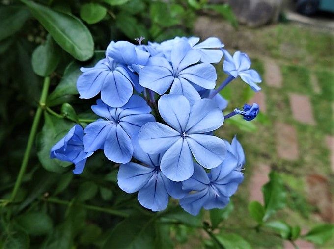 💮ルリマツリの花と小菊の花💮