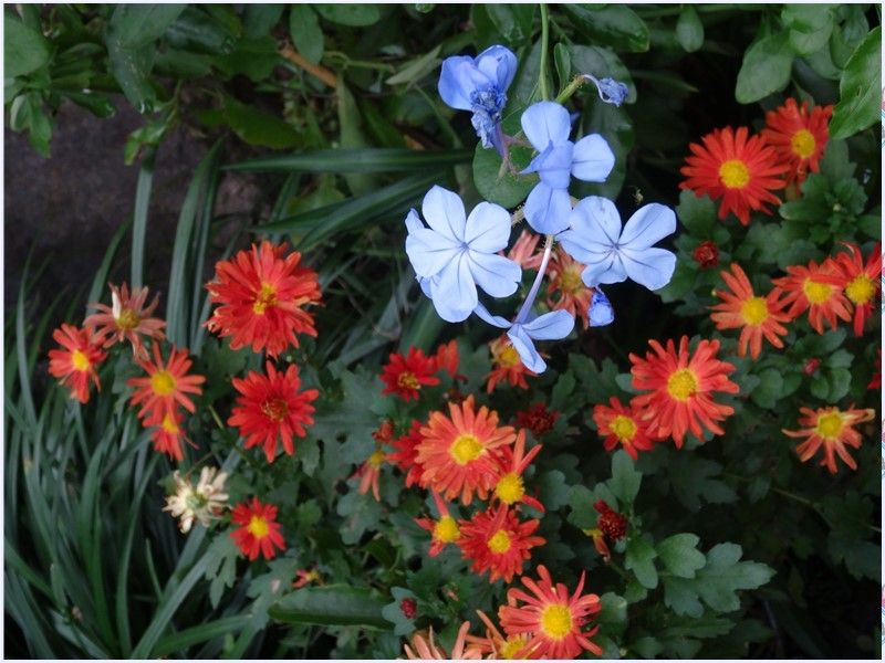 💮ルリマツリの花と小菊の花💮