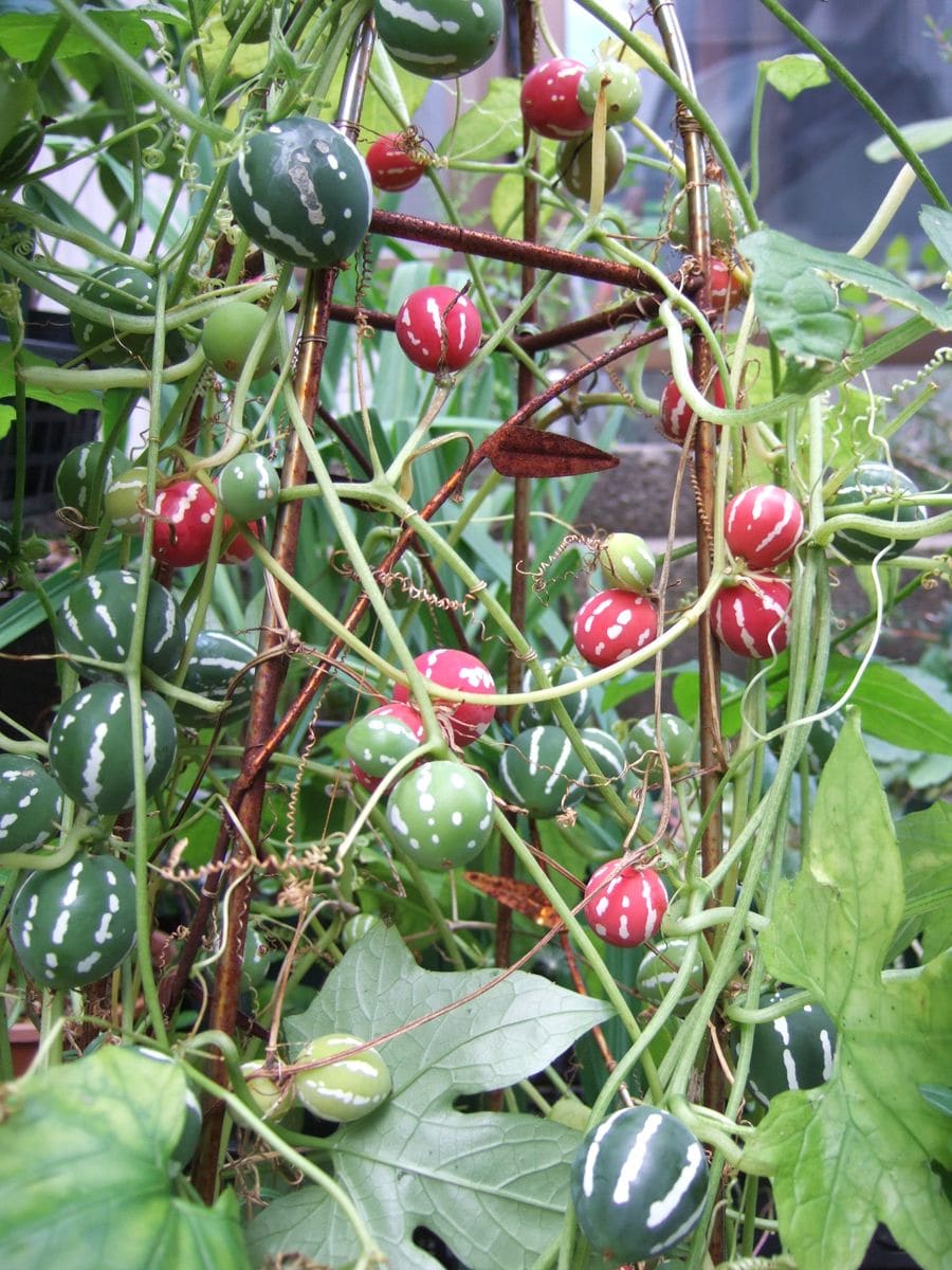 なぜ、今、この花を日記に？