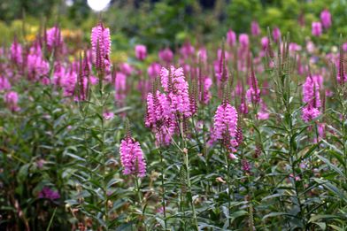 【植物図鑑】サカキなど12種類の植物情報追加