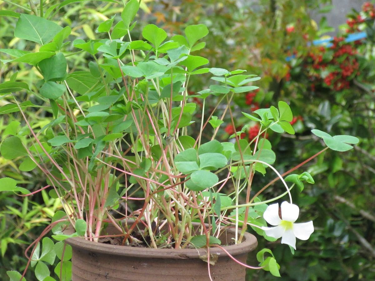 由愛(ゆめ)の花日記♪