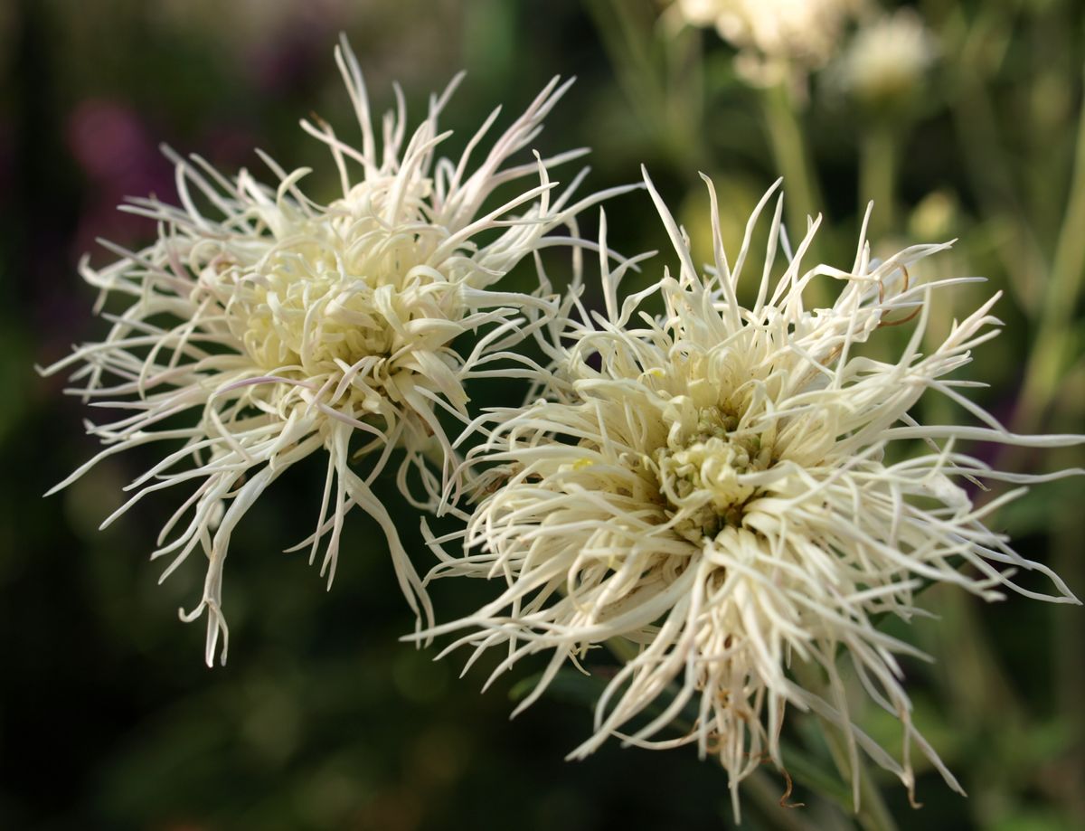 今後に期待の白菊