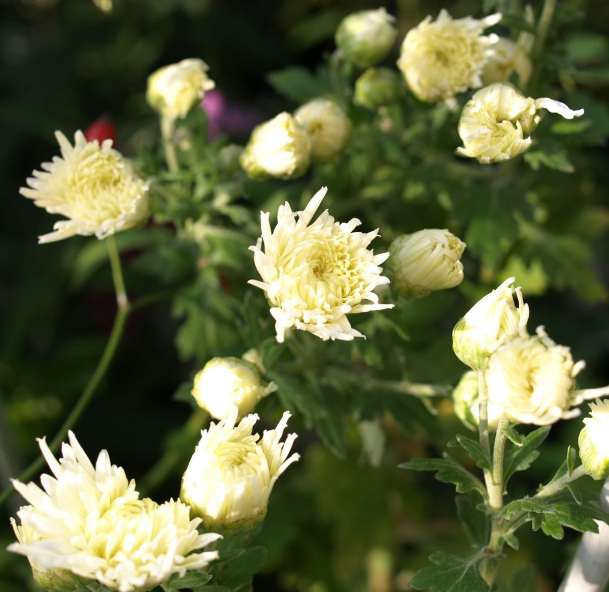 今後に期待の白菊