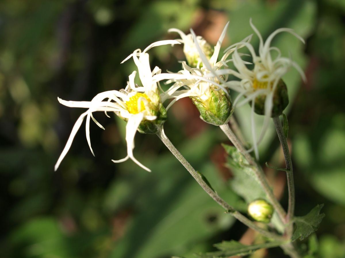 今後に期待の白菊