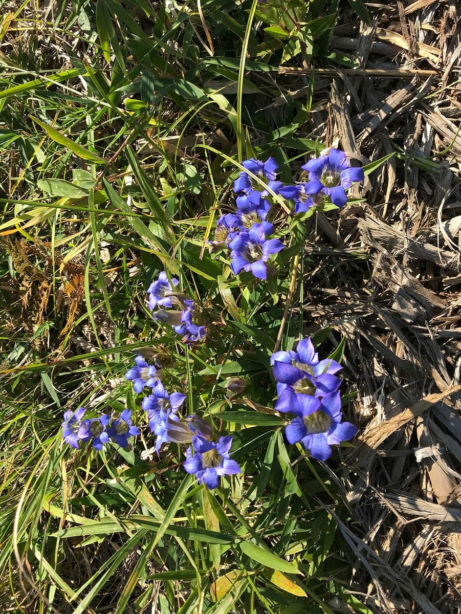 北阿蘇の野草