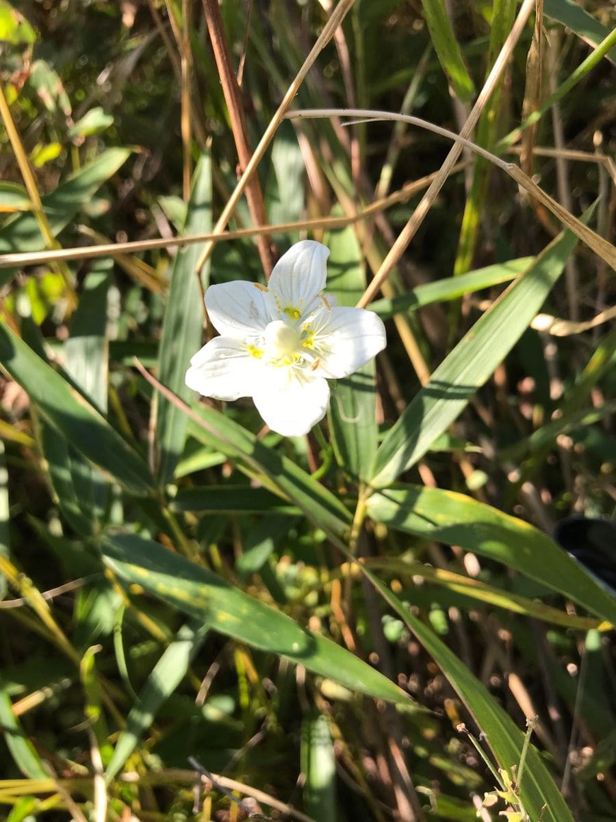 北阿蘇の野草