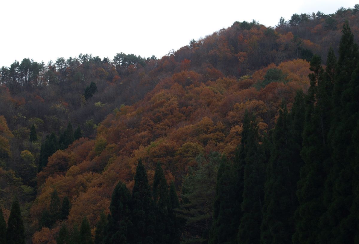 紅葉狩りに三段峡へ(ドールの写真あり）