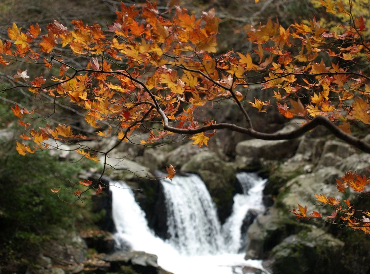 紅葉狩りに三段峡へ(ドールの写真あり）