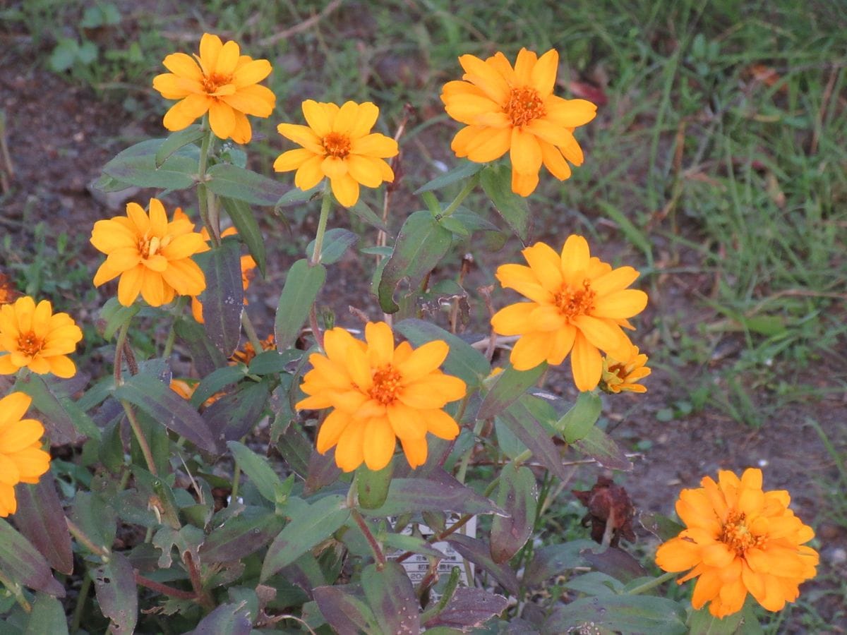 由愛(ゆめ)の花日記♪