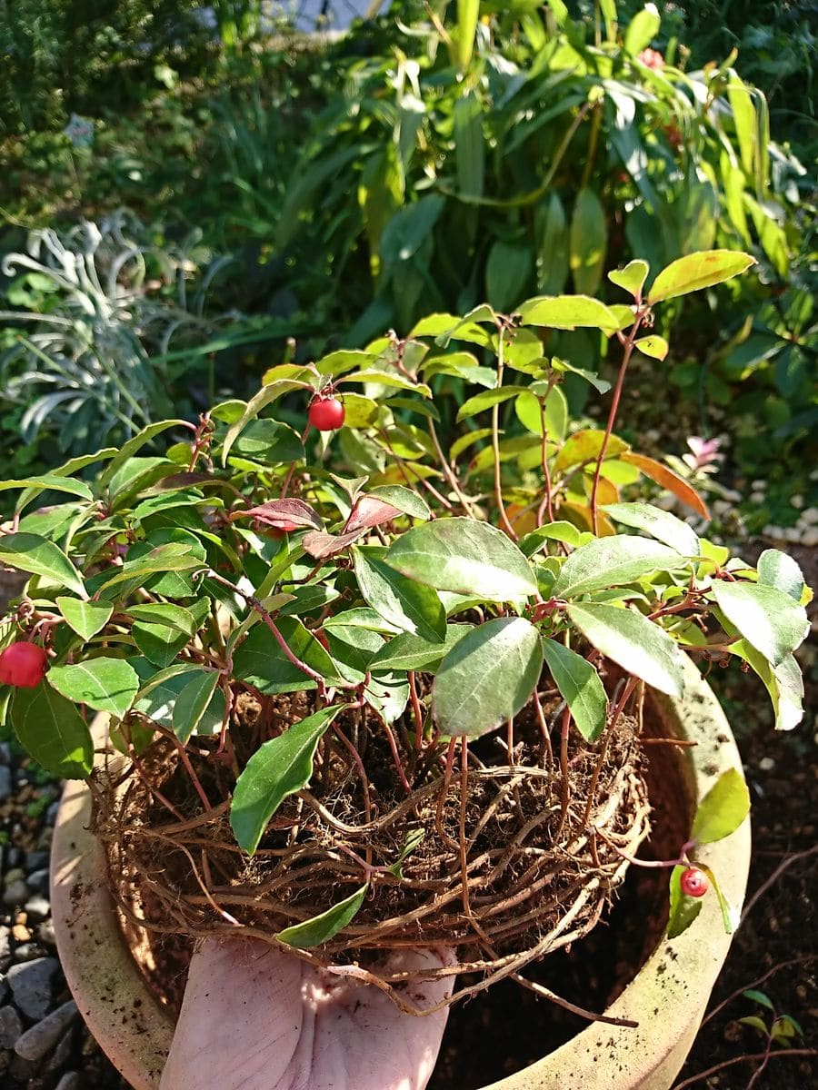 チェッカーベリー 植え替え