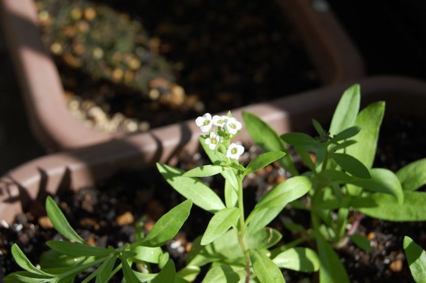 アリッサムの開花時期って、いつだ？