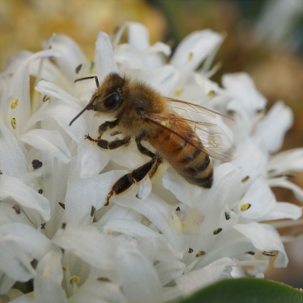 ミツバチ～(蜂注意)