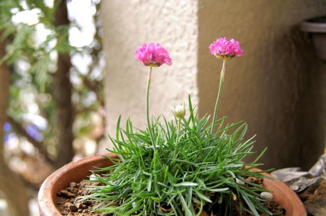 オギザリスの花は