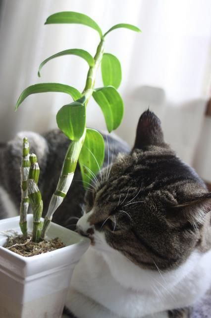 デンドロちゃんに花芽が・・