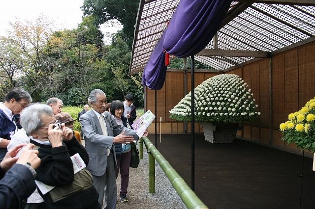 新宿御苑菊花壇展観菊会2017