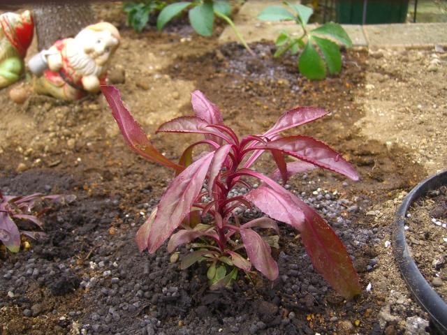 宿根草の植え付け