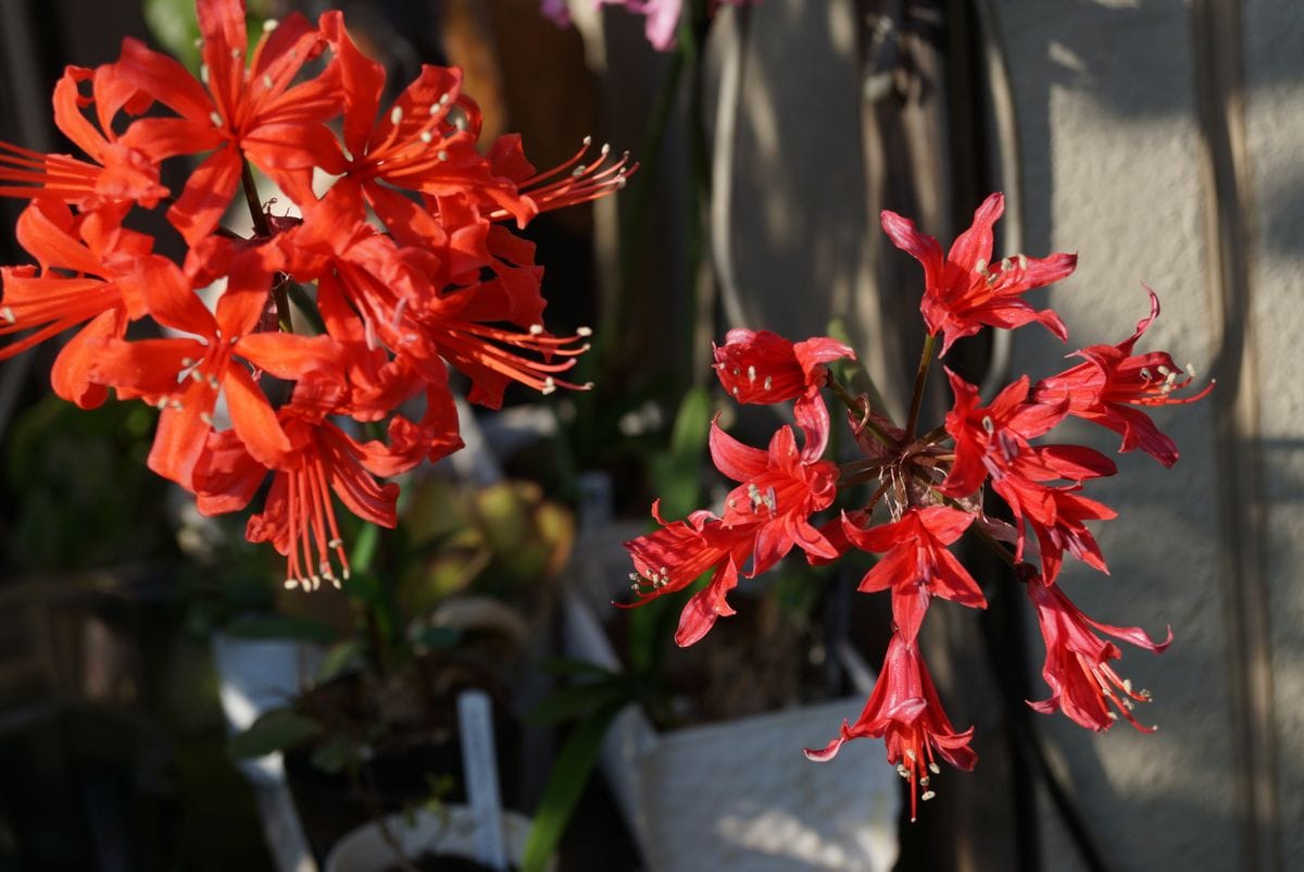 三重県庁花壇に植えつけ