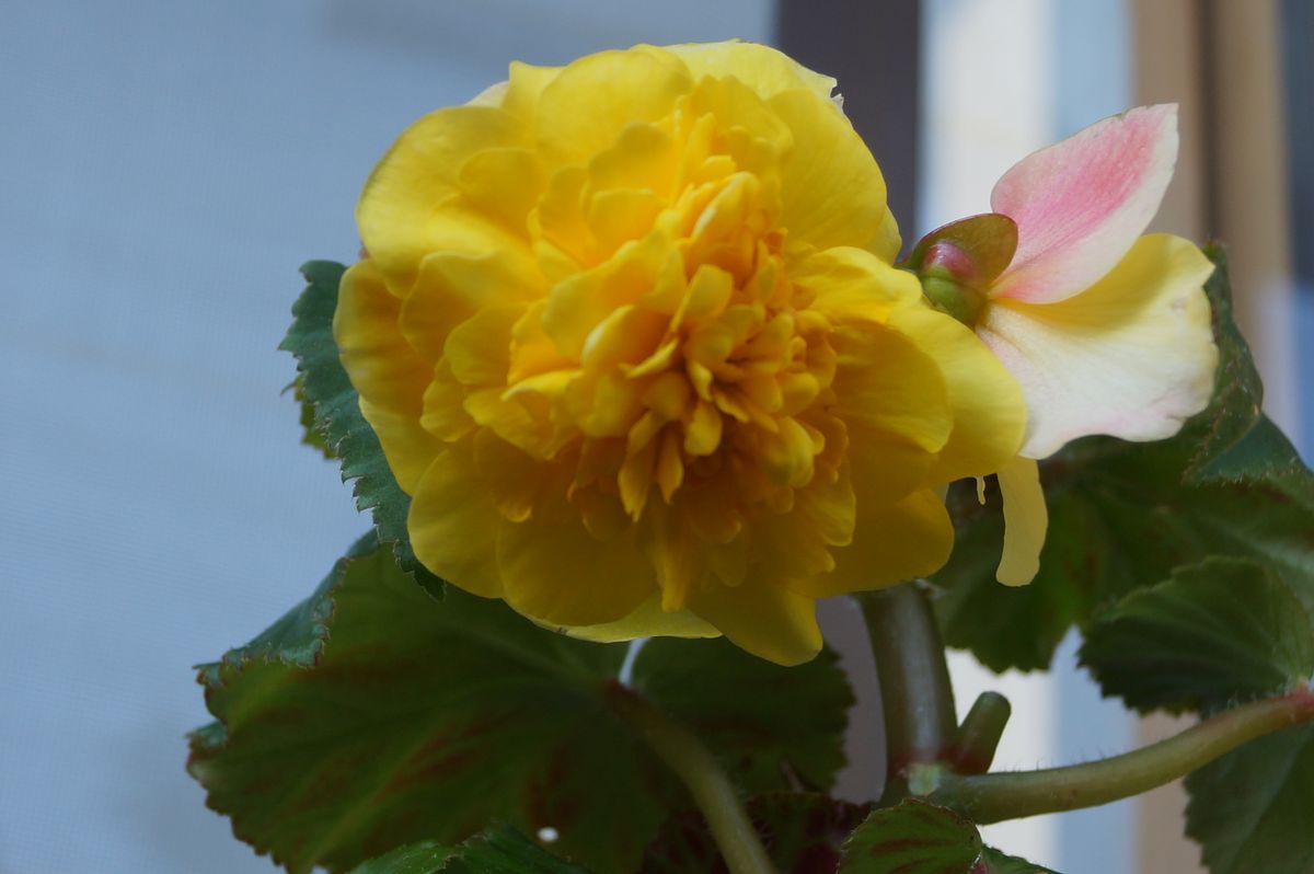 三重県庁花壇に植えつけ