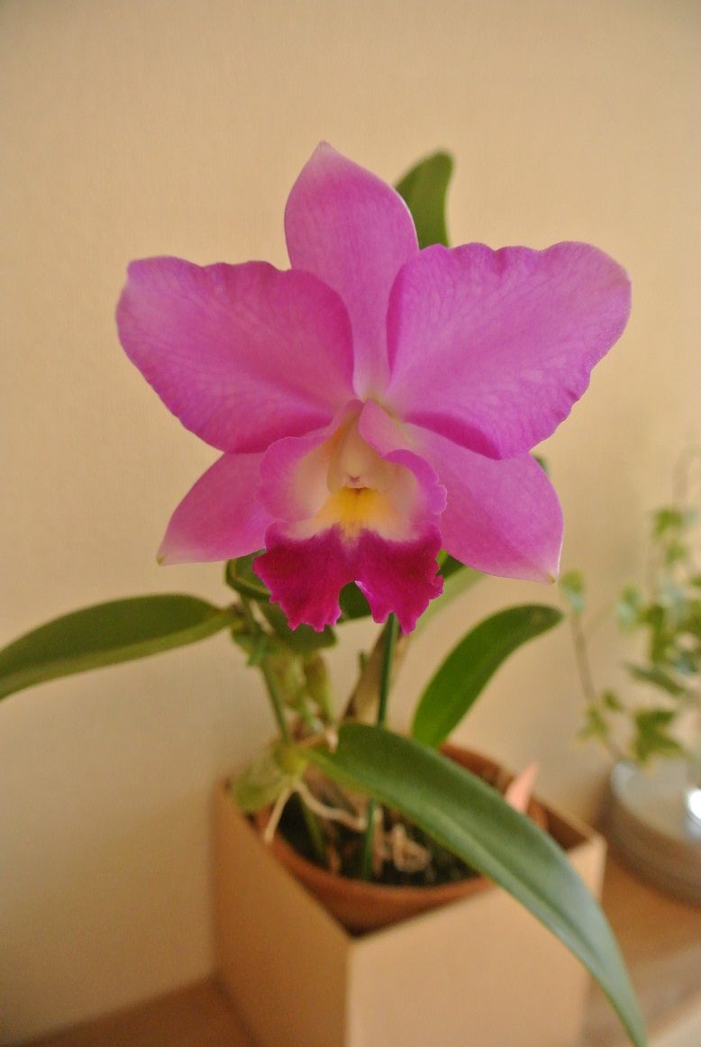 C. Mini Purple 'Little Princess'