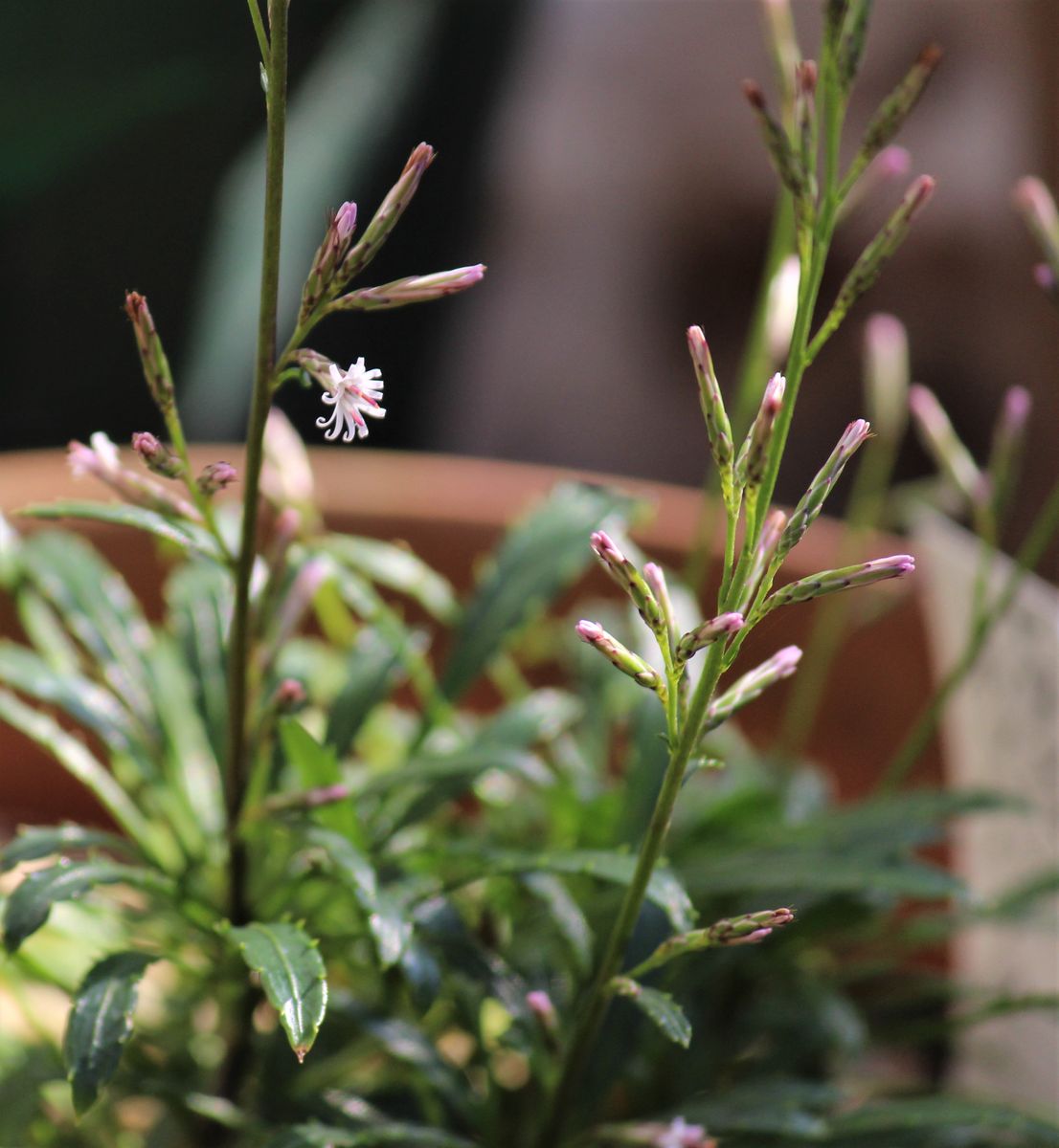 白熊の花が一輪