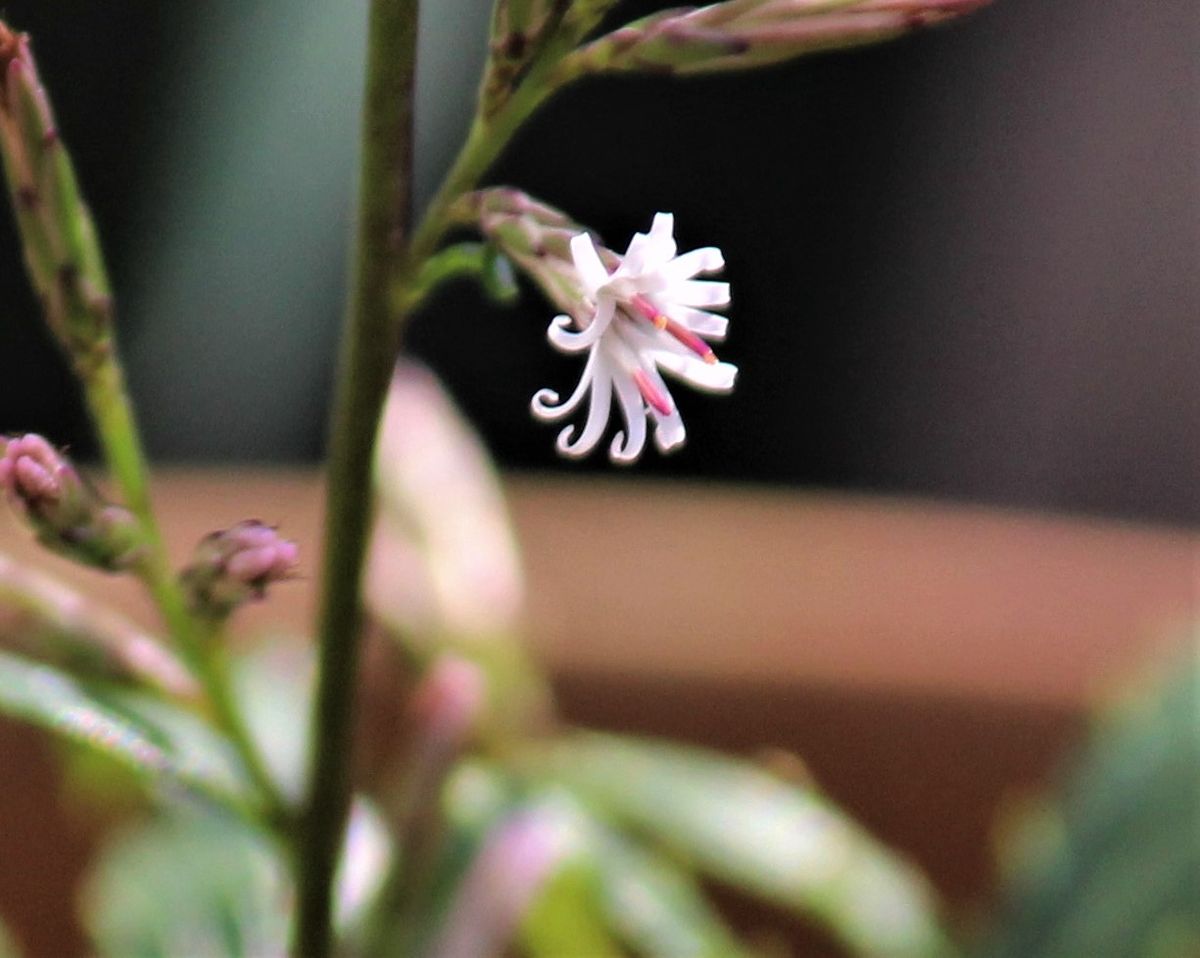 白熊の花が一輪