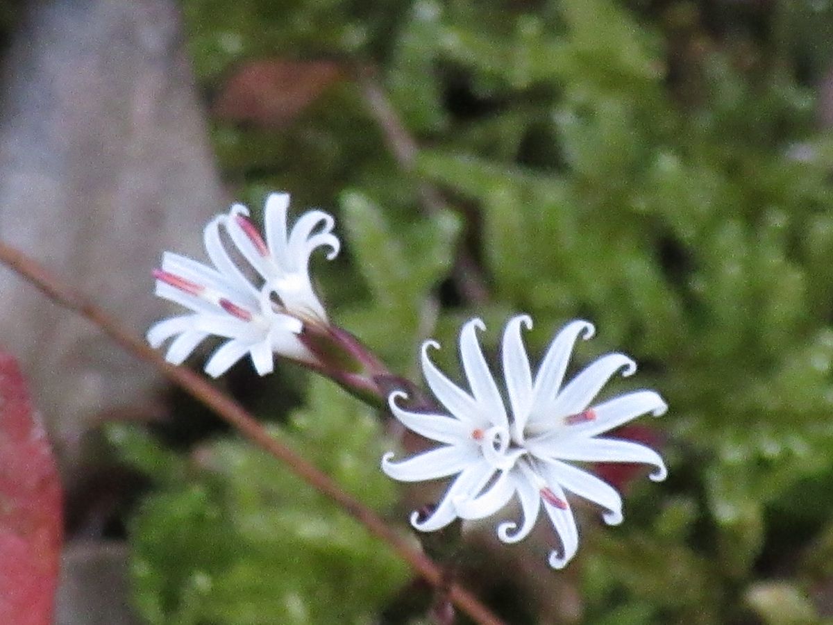 由愛(ゆめ)の花日記♪