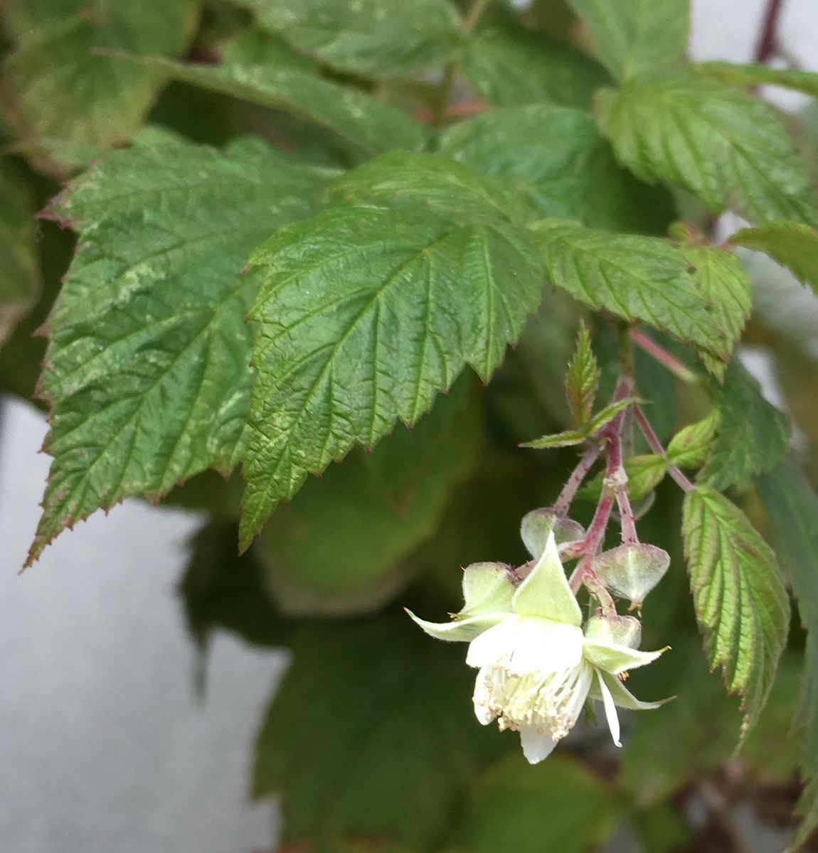 花芽じゃなく・・・（③は虫）