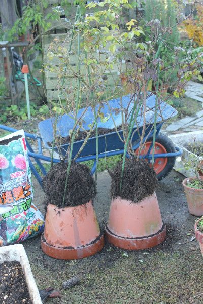 挿し木のばら植替え