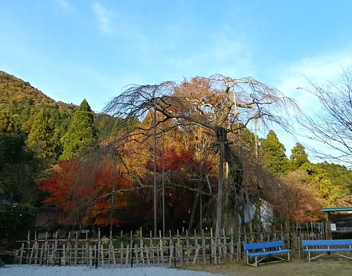 紅葉狩り🍁デート