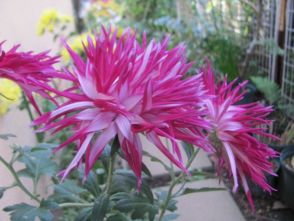 江戸菊・芸が進む