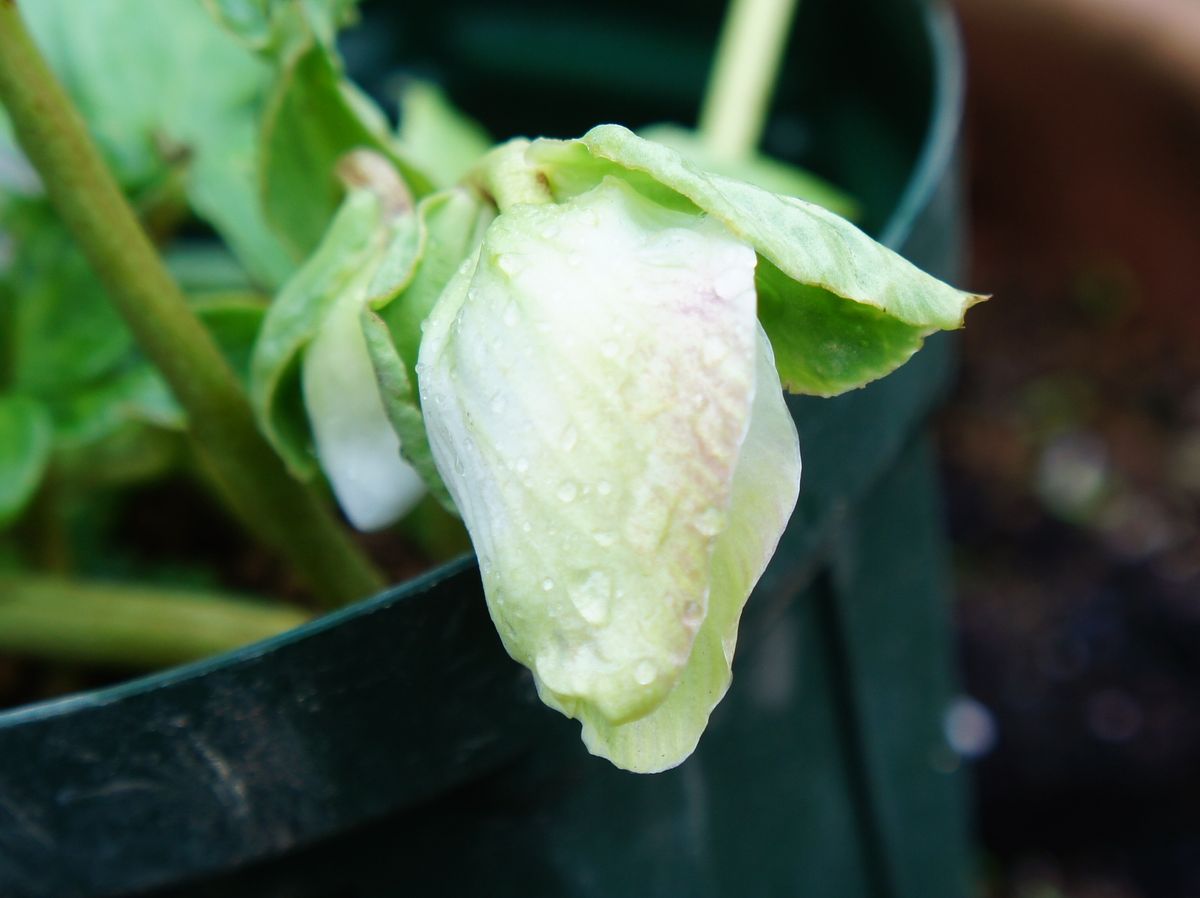 今年の菊