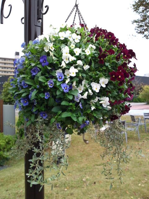 横浜イングリッシュガーデン便り