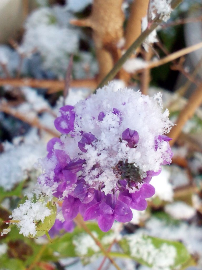 雪が降りました(*≧∀≦*)ｻﾑｰｲ