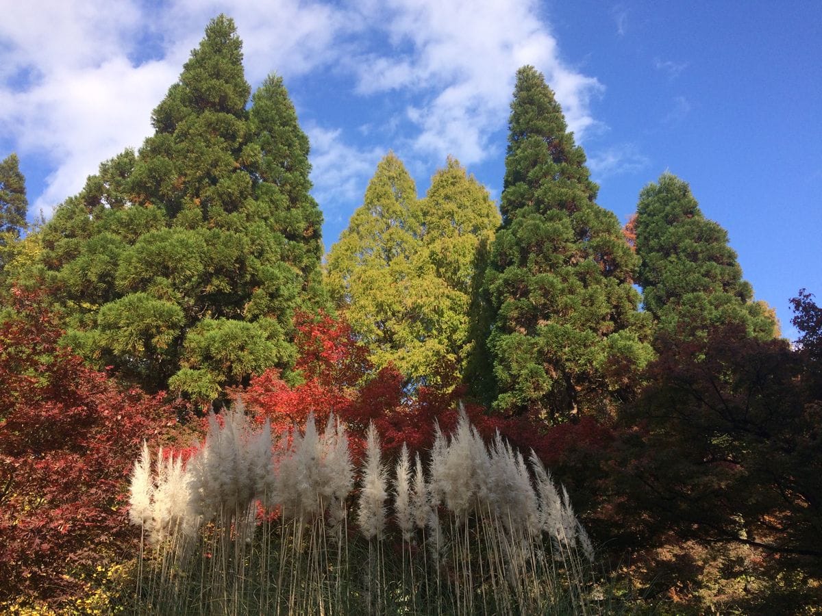 秋の風景