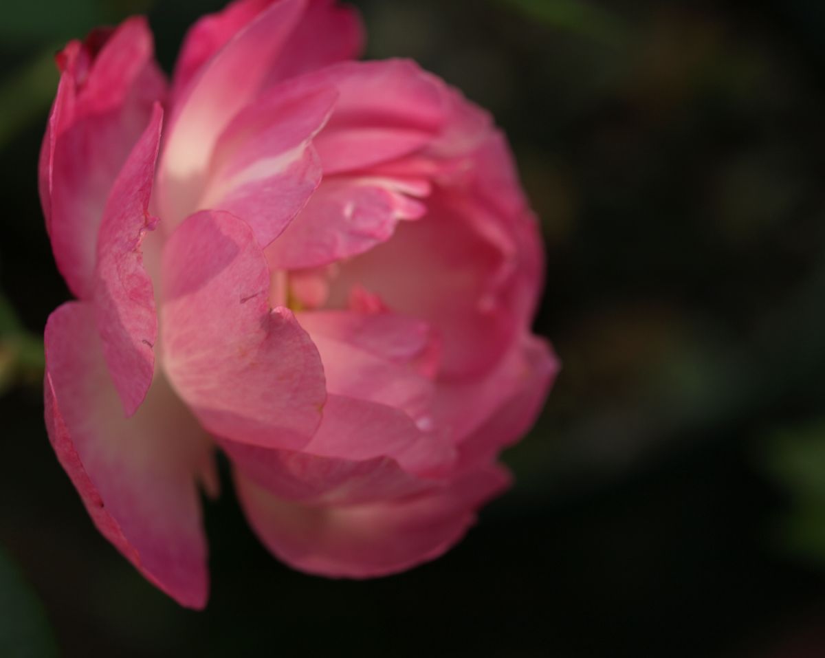 冬の薔薇とおまけの江戸菊