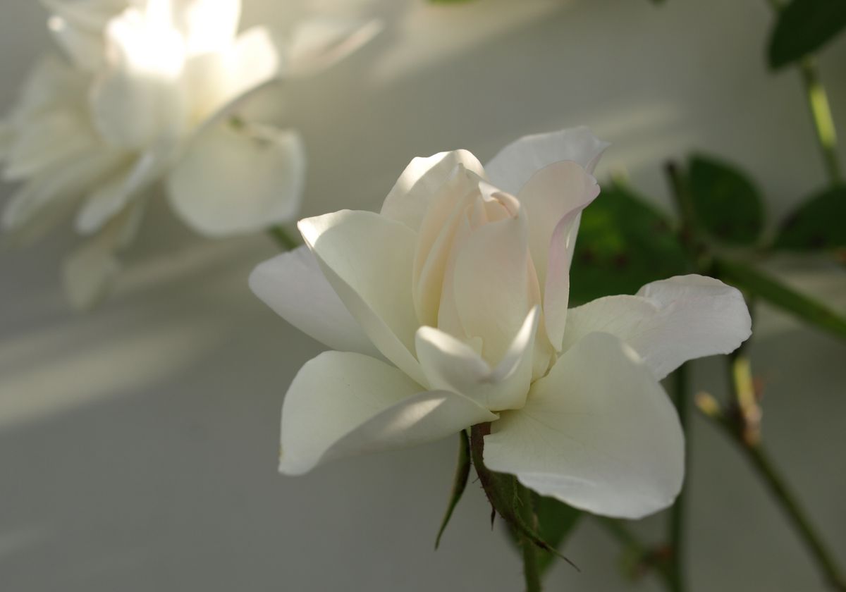 冬の薔薇とおまけの江戸菊