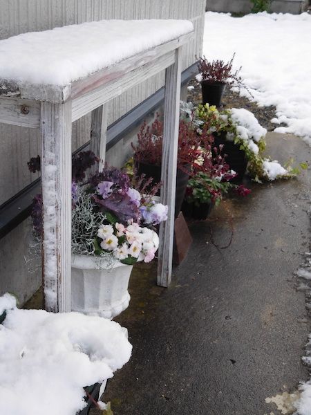 今シーズン初の積雪です