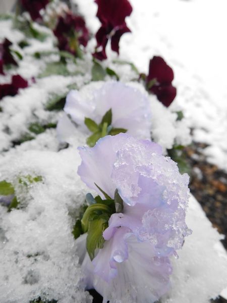 今シーズン初の積雪です