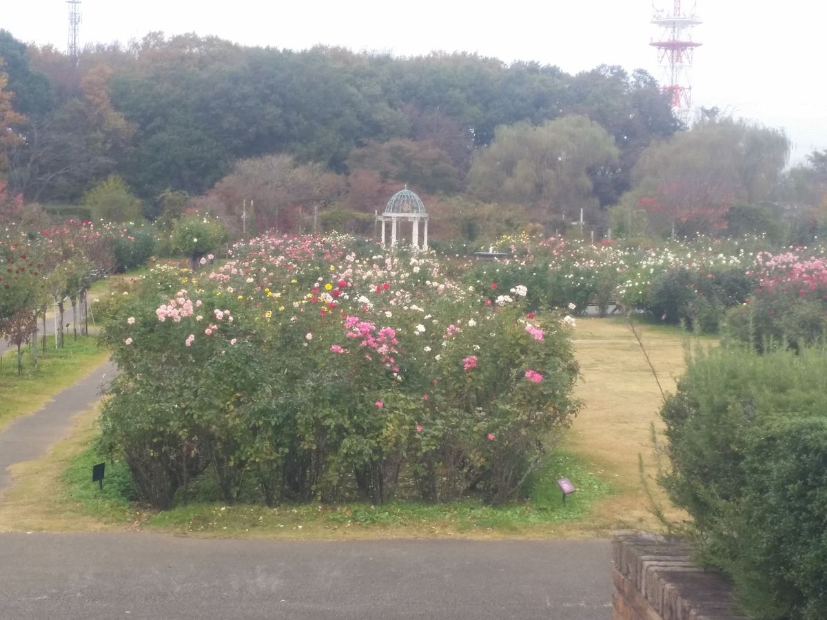 京成バラ園