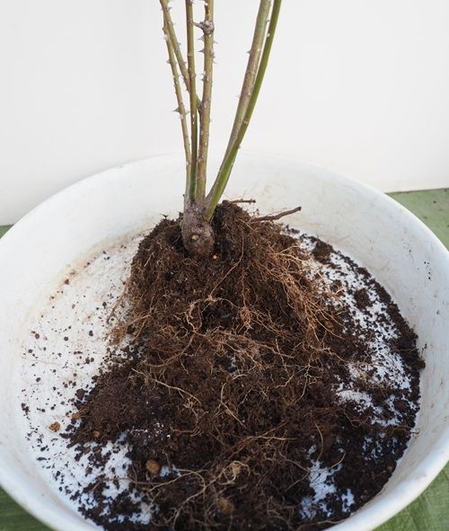 地植えバラを鉢植えに