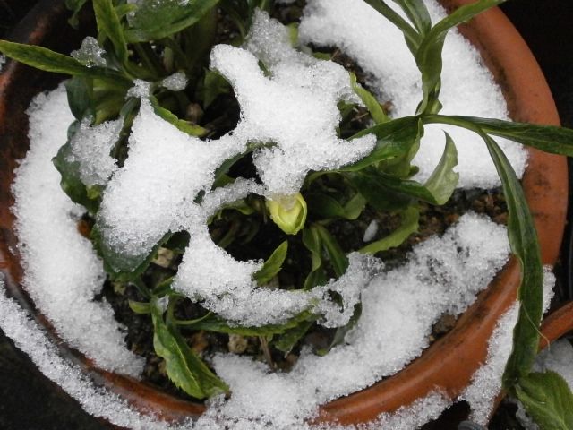 初雪